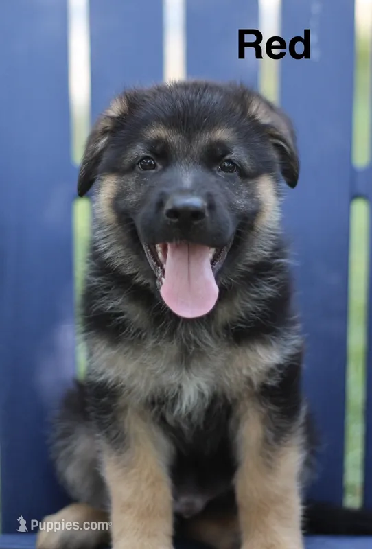 Red Collar – German Shepherd Dog puppy for sale in Madison, MS