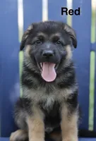 Red Collar, a male German Shepherd Dog for sale in Madison, MS – 1 of 1