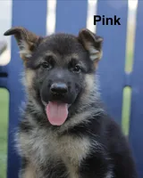 Pink, a male German Shepherd Dog for sale in Madison, MS – 1 of 1