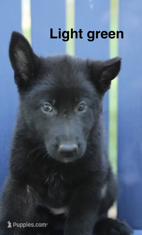 Lt. Green – German Shepherd Dog puppy for sale in Madison, MS