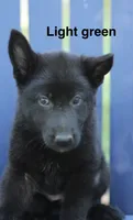 Lt. Green, a female German Shepherd Dog for sale in Madison, MS – 1 of 1