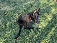 Lime Red, a female German Shepherd Dog for sale in Madison, MS – 2 of 2