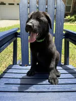Black Green, a female German Shepherd Dog for sale in Madison, MS – 2 of 2