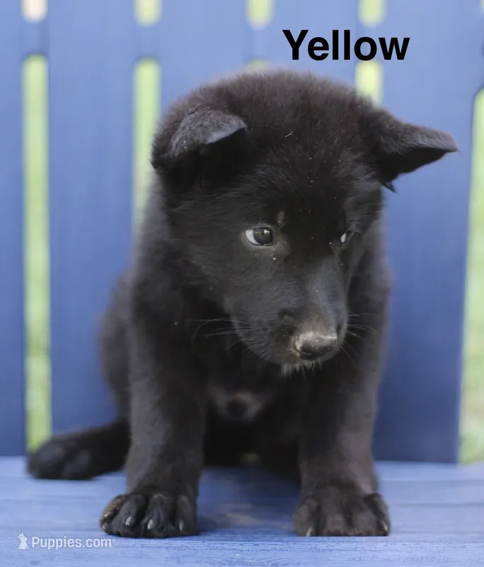 Yellow – German Shepherd Dog puppy for sale in Madison, MS