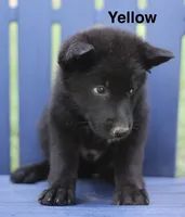 Yellow, a female German Shepherd Dog for sale in Madison, MS – 1 of 1