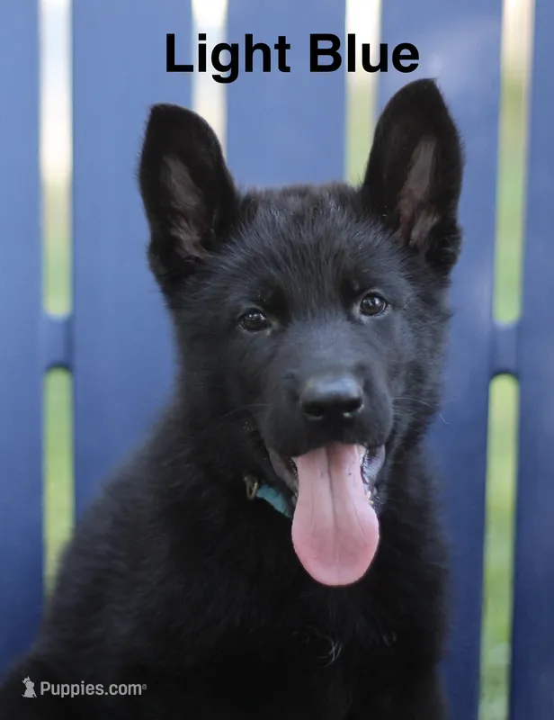 Lt. Blue – German Shepherd Dog puppy for sale in Madison, MS