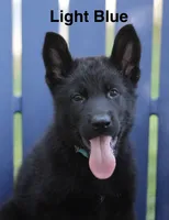 Lt. Blue, a male German Shepherd Dog for sale in Madison, MS – 1 of 1