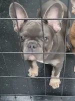 Rosie, a female French Bulldog for sale in Elgin, SC – 3 of 3