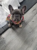 Rosie, a female French Bulldog for sale in Elgin, SC – 2 of 3