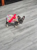 Rosie, a female French Bulldog for sale in Elgin, SC – 1 of 3