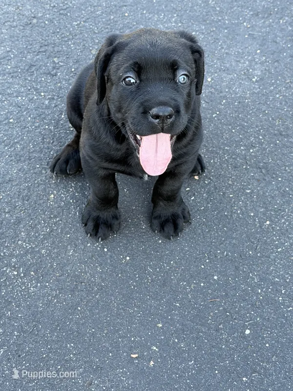 Black male – Cane Corso puppy for sale in Orange, CT