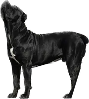 Black male, a male Cane Corso for sale in Orange, CT – 4 of 10