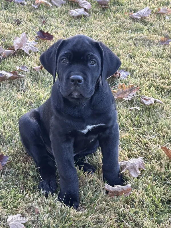 Black cane corso – Cane Corso puppy for sale in Orange, CT