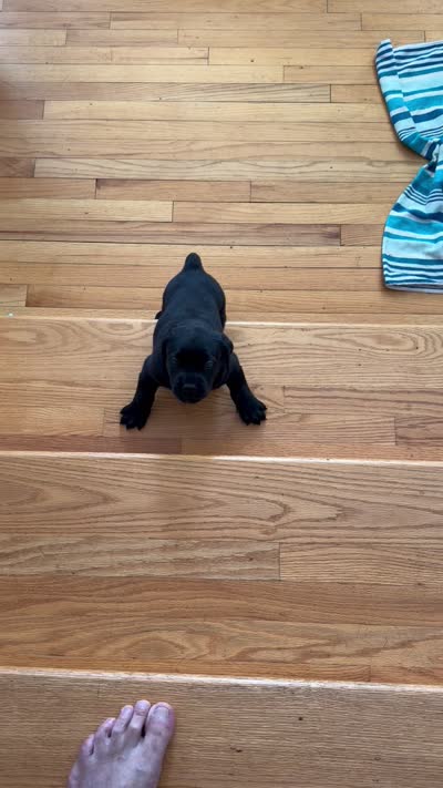 Black male, a male Cane Corso for sale in Orange, CT – 3 of 10