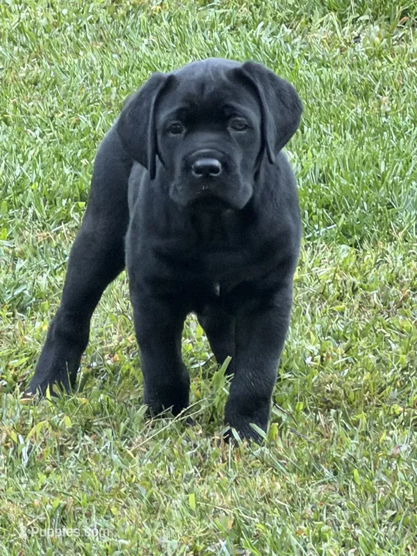 Black male – Cane Corso puppy for sale in Orange, CT