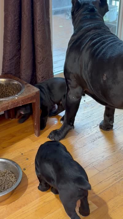 Black cane corso, a male Cane Corso for sale in Orange, CT – 3 of 3