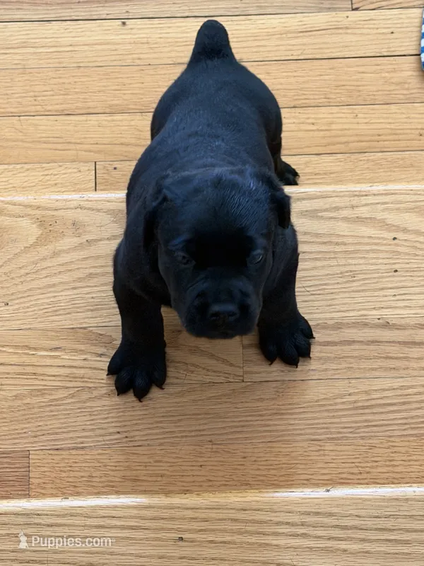 Black male – Cane Corso puppy for sale in Orange, CT
