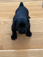 Black male, a male Cane Corso for sale in Orange, CT – 1 of 10