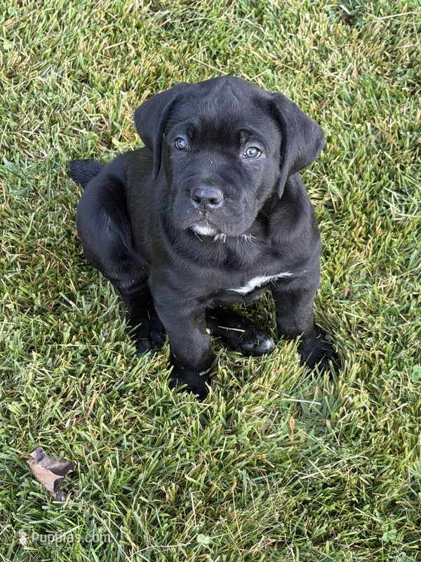 Black cane corso – Cane Corso puppy for sale in Orange, CT