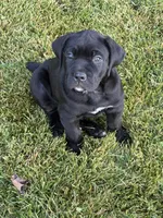 Black cane corso, a male Cane Corso for sale in Orange, CT – 1 of 3