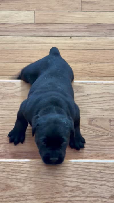Black male, a male Cane Corso for sale in Orange, CT – 6 of 10