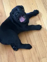 Black male, a male Cane Corso for sale in Orange, CT – 2 of 10