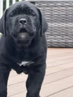 Black cane corso, a male Cane Corso for sale in Orange, CT – 2 of 3