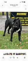 Black male, a male Cane Corso for sale in Orange, CT – 7 of 10