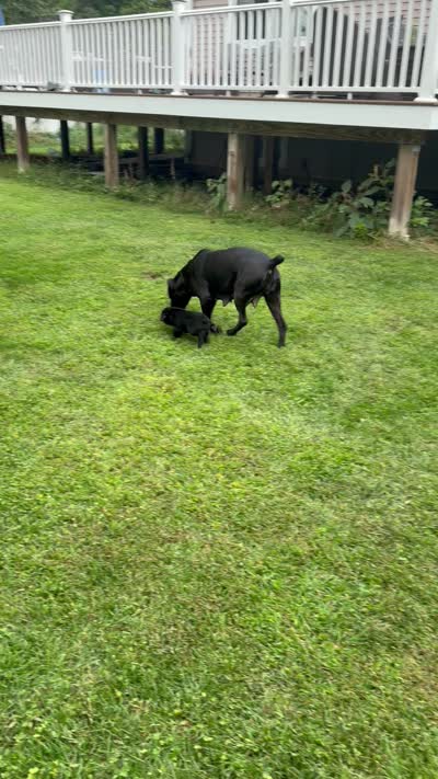 Black male, a male Cane Corso for sale in Orange, CT – 10 of 10