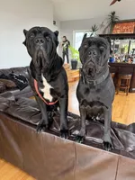 Black male, a male Cane Corso for sale in Orange, CT – 9 of 10