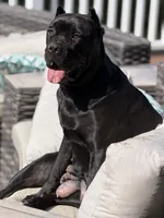 Black male, a male Cane Corso for sale in Orange, CT – 5 of 10