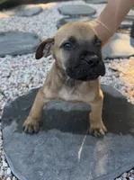 Bowser, a male Boerboel for sale in Dover, DE – 5 of 7
