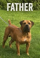 Bowser, a male Boerboel for sale in Dover, DE – 4 of 7