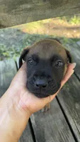 Bronx, a female Boerboel for sale in Dover, DE – 4 of 6