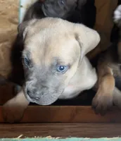 Blue, a male Boerboel for sale in Dover, DE – 5 of 7