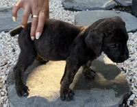 Onyx, a male Boerboel for sale in Dover, DE – 4 of 8
