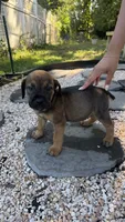 Reese, a male Boerboel for sale in Dover, DE – 8 of 8