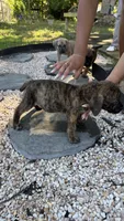 Blake, a male Boerboel for sale in Dover, DE – 5 of 5
