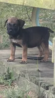 Bronx, a female Boerboel for sale in Dover, DE – 1 of 6