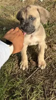 Blue, a male Boerboel for sale in Dover, DE – 4 of 7