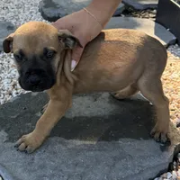 Bowser, a male Boerboel for sale in Dover, DE – 6 of 7
