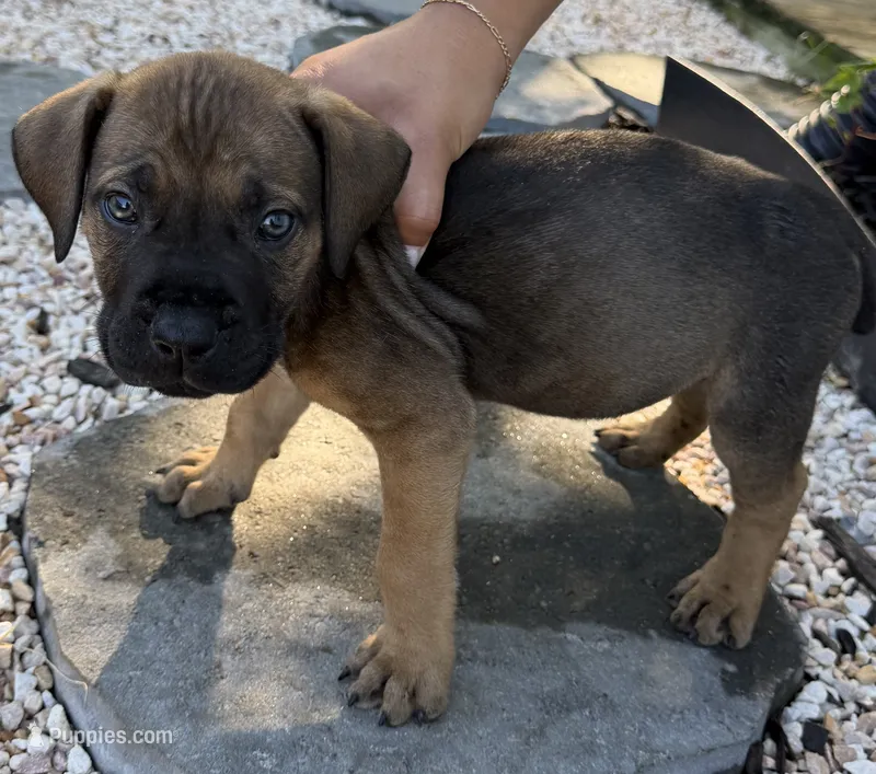 Bruno – Boerboel puppy for sale in Dover, DE