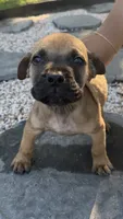 Bowser, a male Boerboel for sale in Dover, DE – 3 of 7