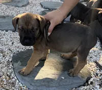 Bronx, a female Boerboel for sale in Dover, DE – 3 of 6