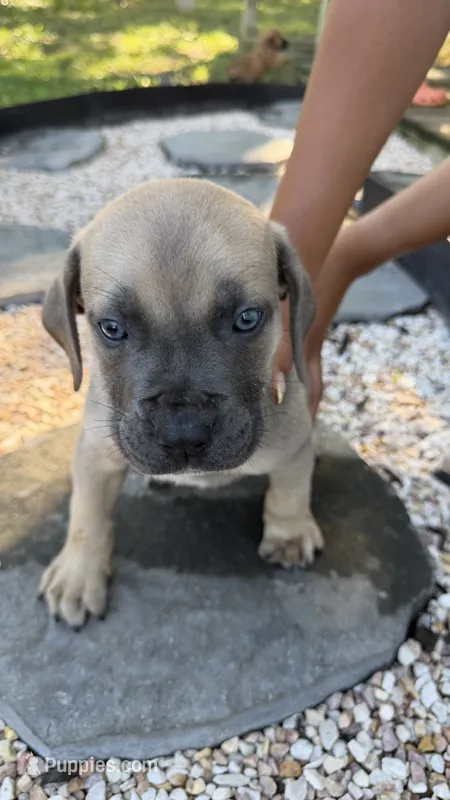 Blue – Boerboel puppy for sale in Dover, DE
