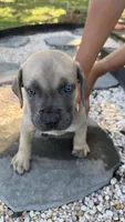Blue, a male Boerboel for sale in Dover, DE – 1 of 7