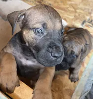 Bruno, a male Boerboel for sale in Dover, DE – 3 of 6