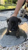 Onyx, a male Boerboel for sale in Dover, DE – 7 of 8