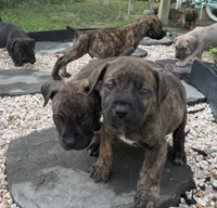 Blake, a male Boerboel for sale in Dover, DE – 3 of 5