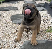 Reese, a male Boerboel for sale in Dover, DE – 7 of 8